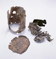 Birkenrindenbehälter, gefunden beim Ötzi-Mann (Birke)